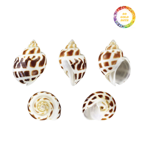 Concha de almeja blanca suave para manualidades, arte hecho a mano DIY, proyectos de resina, incrustaciones de mosaico y uso de decoración costera con temática oceánica - Product Image 6