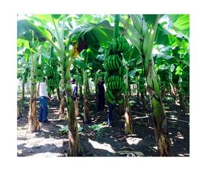 Banane Cavendish verte fraîche de qualité supérieure de haute qualité meilleur fruit populaire du Vietnam en gros - Product Image 1