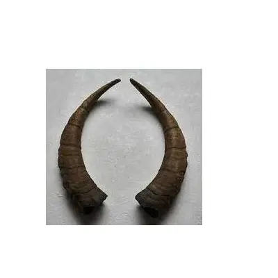 Hochwertiges Ziegen horn Essen und Kauen und handgemachtes Produkt material Büffelhorn Ziegen horn für den Verkauf durch Handwerk
