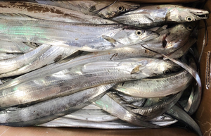 Roman troops ริบบิ้นแช่แข็งคุณภาพสูงปลาทะเลที่ดีที่สุดอายุการเก็บรักษา24เดือน meerut อินเดีย - Product Image 4