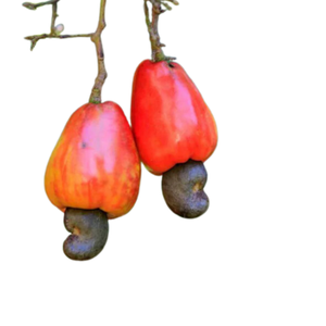 สินค้าเม็ดมะม่วงหิมพานต์2025 1อันดับแรกที่ดีต่อสุขภาพโดยใช้ทุกวัน - Product Image 6