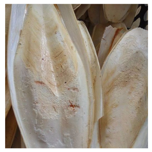 <b>Cuttlefish</b> Bone For Pets And Crafts: Explore The Versatility Of <b>Cuttlefish</b> Bone As A Natural Calcium Boost And Eco-Friendly - Product Image 1