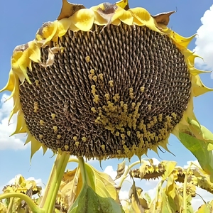 <span class=keywords><strong>Graines</strong></span> <span class=keywords><strong>de</strong></span> tournesol pour l'extraction d'huile, rendement élevé et teneur élevée en huile ; <span class=keywords><strong>Graines</strong></span> <span class=keywords><strong>de</strong></span> tournesol pour usage alimentaire, grande taille et haute qualité. - Product Image 2