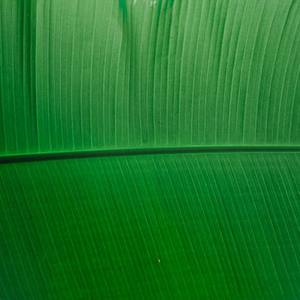 ผลิตภัณฑ์ใบกล้วยจากการเกษตรพร้อมบรรจุภัณฑ์แบรนด์ตามสั่ง - Product Image 3