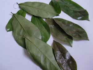 Gran oferta, proveedor completo, hojas secas de Guanábana/hoja de Graviola de alta calidad de Vietnam - Product Image 4