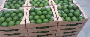 Aguacate Fresco Orgánico de Alta Calidad, Producto Fresco de Granja - Product Image 4