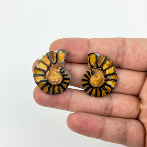 Ammonites marocaines polies de qualité B en gros, paires de fossiles d'ammonites polies - Product Image 4
