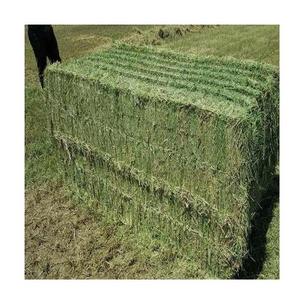 Foin de luzerne à très bas prix/qualité Rhodes herbe foin luzerne - Product Image 1