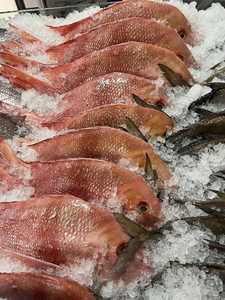 Poisson Tilapia Rouge et Noir Congelé IQF Stockage 12 Mois de Durée de Conservation Origine ZA Vente en Gros Emballage en Vrac Prix Bas - Product Image 5