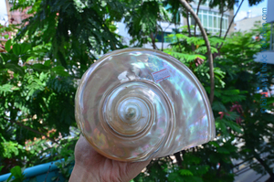 Venta caliente de alta calidad pulido verde Turbo Shell Turbo Pearl Shell artesanía de Vietnam - Product Image 5