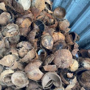 Puce de balle de Coco du Vietnam, fournisseur de puce de balle de Coco avec produit agricole de bonne qualité puce de balle de Coco vacances - Product Image 6