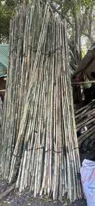 Pôles de bambou de qualité assurée, récoltés et traités pour une résistance supérieure, une longévité et des normes d'exportation internationales - Product Image 6
