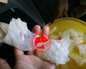 แมงกะพรุนแช่แข็งแบบมีเกลือ เกรดสะอาดพิเศษ ธรรมชาติจากทะเล เหมาะสำหรับความต้องการทั่วโลก เนื้อสัมผัสสดใหม่ คุณภาพเยี่ยม อัล ทาวาคัล เอฟเอฟ - Product Image 5