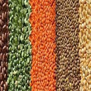 ถั่วแยกสีเหลืองหวานเล็กน้อย (moong Dal) ราคาถูก - Product Image 3