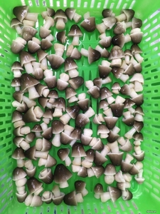Peón de seta natural, Pajita natural, a granel, IQF, de Vietnam, listo para enviar, venta al por mayor - Product Image 3