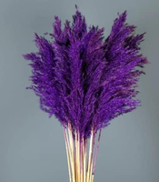 Branches de Pampas séchées violette, écologiques, de qualité supérieure, volumineuses (60-75 cm), pour arrangement en vase, décoration intérieure, Inde ABK
