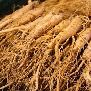 Panax Ginseng - Product Image 2