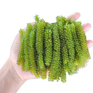 คาเวียร์สีเขียว/องุ่นทะเลจากเวียดนามในราคาที่ดีที่สุด/ - Product Image 1
