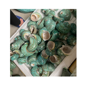 Coastal Decor Shell Projects mettant en vedette la conque verte de l'exportateur du Vietnam 99 données d'or pour les panneaux muraux - Product Image 4
