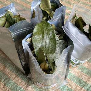 Hojas de Guanábana secas 100% Hojas de Graviola secadas al sol naturales Ingrediente de té de hierbas Directo de Vietnam - Product Image 1