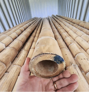 Postes de bambú de Vietnam para paisajismo Enrejado de jardín Artesanía y proyectos decorativos para el hogar de larga duración - Product Image 5