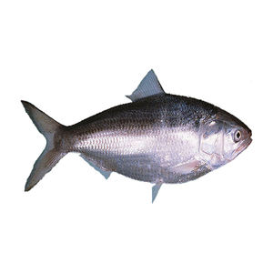 Venta al por mayor de pescado Hilsa fresco, suministro a granel, precio asequible, pescado recién capturado - Product Image 1