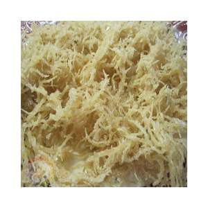 Alga marina de algodón procesada, material vegetal marino natural seco para necesidades de ingredientes alimenticios, procedente de Vietnam - Product Image 1