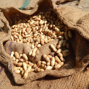 Cacahuetes Rojos de la India de Grado de Exportación, Calidad HPS, 60/70 Unidades, Seleccionados a Mano, Crudos y Secos, Grado A, para Molinos de Aceite - Product Image 3