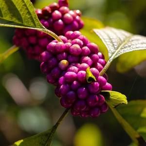 Callicarpa Marcrophylla (Priyangu) <b>Plant</b> Extract - Product Image 3