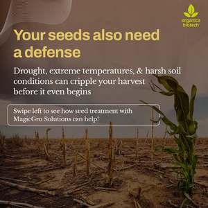 Tratamiento De Semillas Para Chile - Product Image 2