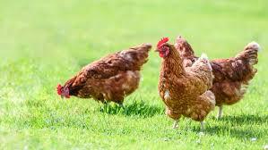 Fournisseur d'œufs de poulet provenant de fermes allemandes, vente directe à bas prix - Product Image 5