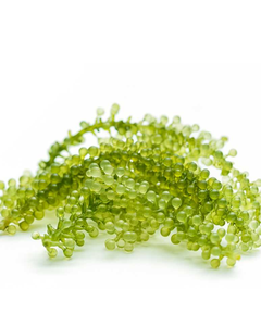 Uva de Mar Natural para Restaurantes y Mercados de Mariscos - Product Image 2