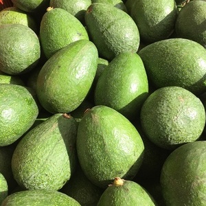 Aguacate orgánico Hass de la mejor calidad, productos frescos naturales a la venta, cultivo orgánico certificado - Product Image 4