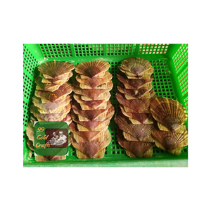 เปลือกหอยเปลือกหอยพัดธรรมชาติแกะสลักด้วยมือจากชายหาดที่มีคุณภาพสูงสีสวยสดใหม่ผลิตในเวียดนาม - Product Image 5