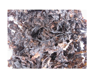 สาหร่ายสาหร่ายทะเลแห้งโดยตรงจากโรงงาน ราคาขายส่งจำนวนมาก ประเทศเวียดนาม - Product Image 1