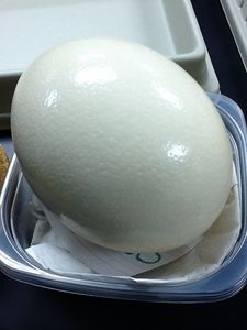 ไข่นกกระจอกเทศสดและลูกไก่ฟักไข่ที่อุดมสมบูรณ์สำหรับใช้เป็นอาหาร - Product Image 6