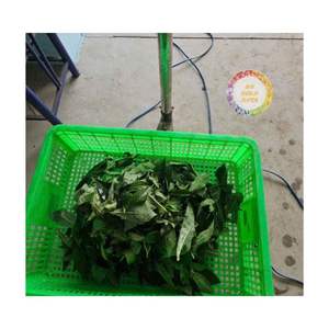 LISTO PARA EXPORTAR HOJAS DE YUCA CONGELADAS Y TRITURADAS VENTA A LO MÁS BARATO PRECIO DE FÁBRICA AL POR MAYOR ENTREGA RÁPIDA MOLIR HOJAS DE MANIJA - Product Image 2