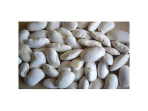 Gros haricots blancs organiques en vrac à vendre - Product Image 6