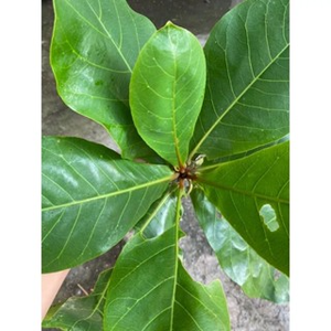 TERMINALIA CATAPPA FEUILLE EN POUDRE/SUPPORT DIGESTIF/NETTOYAGE ÉTIQUETTE/À BASE DE PLANTES - Product Image 5