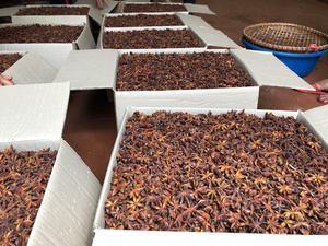 Anís estrellado entero seco premium de Vietnam, sin tallo, natural, de alto aroma, especias a granel, venta al por mayor, exportador y proveedor confiable / ANNA DO - Product Image 2