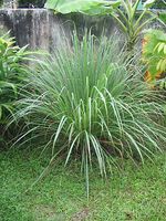 Meilleure vente fabricant indien Cymbopogon Citratus citronnelle pour l'exportation mondiale de citronnelle
