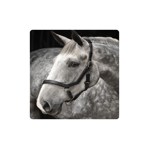 Bride Micklem de haute qualité pour chevaux Fabricant et fournisseur de matériel de cheval plié - Product Image 1