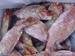 Poisson Rouge Entier Congelé de Haute Qualité, Pur, Biologique, Faible en Glucides, Processus BQF, Pack de 20kg en Gros, Prix de Gros, En Vente - Product Image 5