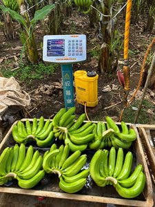 Bananes Cavendish Fraîches de Qualité Supérieure pour l'Exportation – Vente en Gros 99 Gold Data Vietnam – Prix Compétitif – Meilleures Ventes – Grade Premium 13kg - Product Image 3