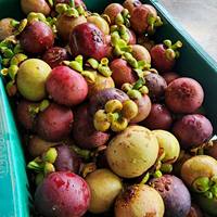 Biologische, vers geoogste Thaise mangosteen – rijk, sappig, zoet van smaak & hoog antioxidantgehalte, merk Khey Taladthai, kwaliteit A