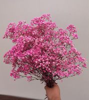 Sekelompok 5 tongkat bunga putih properti Gypsophila bunga alami yang diawetkan dekorasi pernikahan dan acara