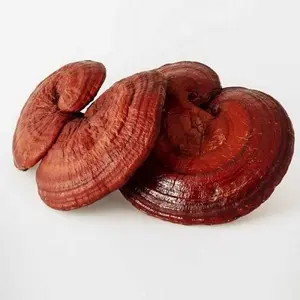 SETA reishi roja orgánica, venta al por mayor, en Vietnam