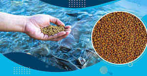 Alimento Flotante Premium para Peces de la India, Nutrición Sostenible para un Crecimiento Rápido, Cría de Peces Saludable y Acuicultura Eficiente - Product Image 2