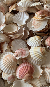 เปลือกหอยเปลือกหอยเปลือกหอยเปลือกหอยเปลือกหอยสีขาวสำหรับตกแต่งแบบธรรมชาติเปลือกหอยขนาดใหญ่ของเวียดนามสำหรับงานฝีมือแบบทำมือการตกแต่งอาหารและงานปาร์ตี้ธีมมหาสมุทร - Product Image 4