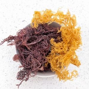GROS GOLD SEA MOSS NATUREL SÈCHE IRISH MOSS EXPORT - Product Image 6